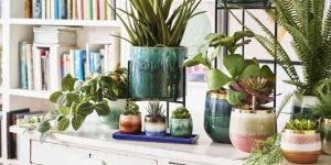Nurturing Your Indoor Plants